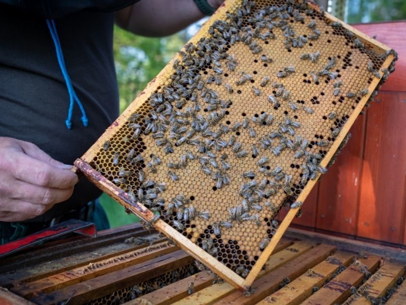 Pradědovo včelařství - výkup propolisu, prodej medu